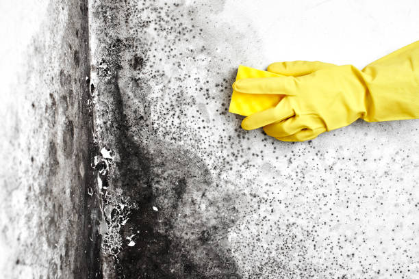 Best Office Mold Removal Services  in Scenic, AZ