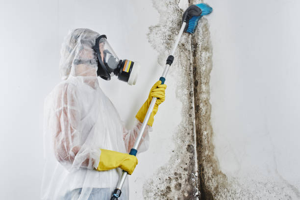 Best Mold Testing  in Scenic, AZ