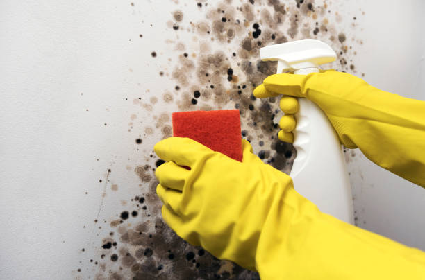 Best Toxic Mold Removal  in Scenic, AZ